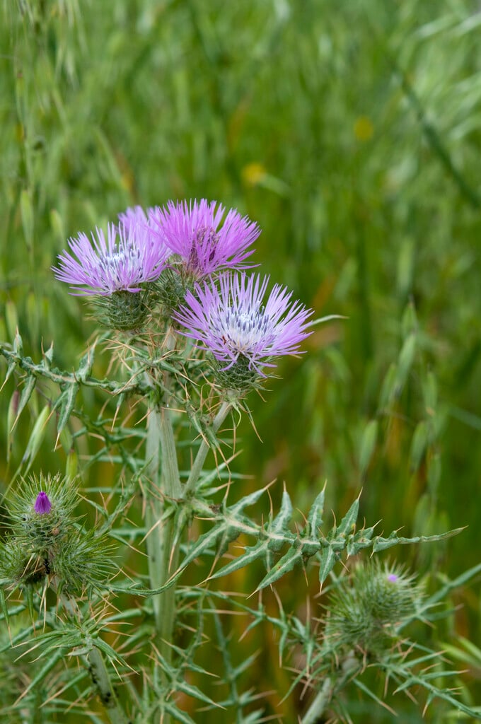 purple milk thistle