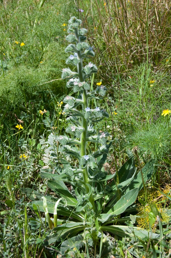 <i>Echium</i> <i>italicum</i>