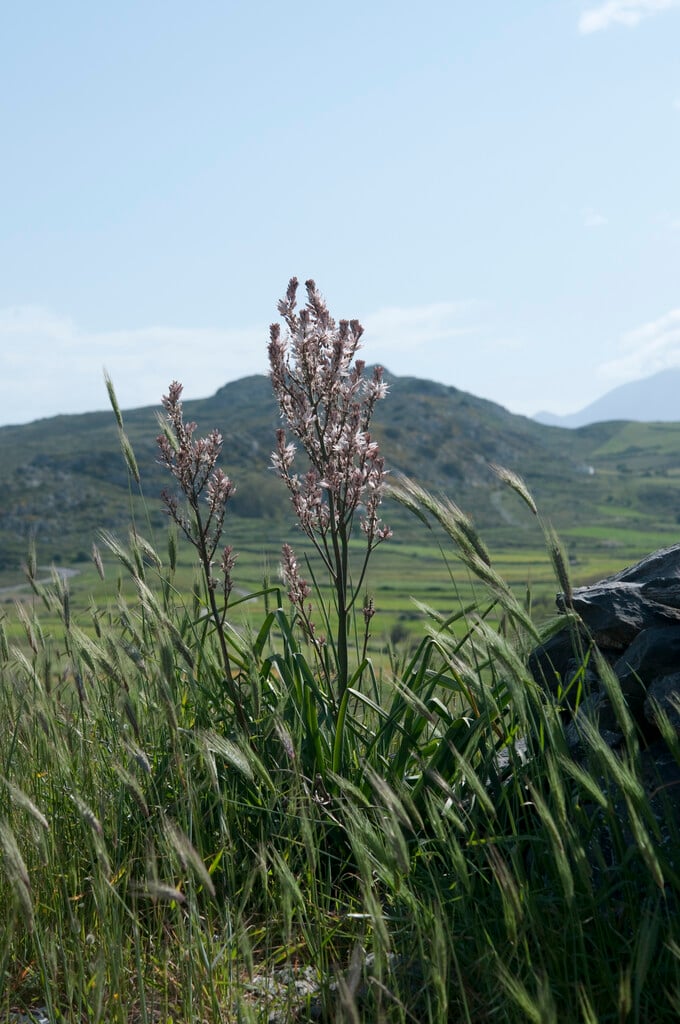 branching asphodel