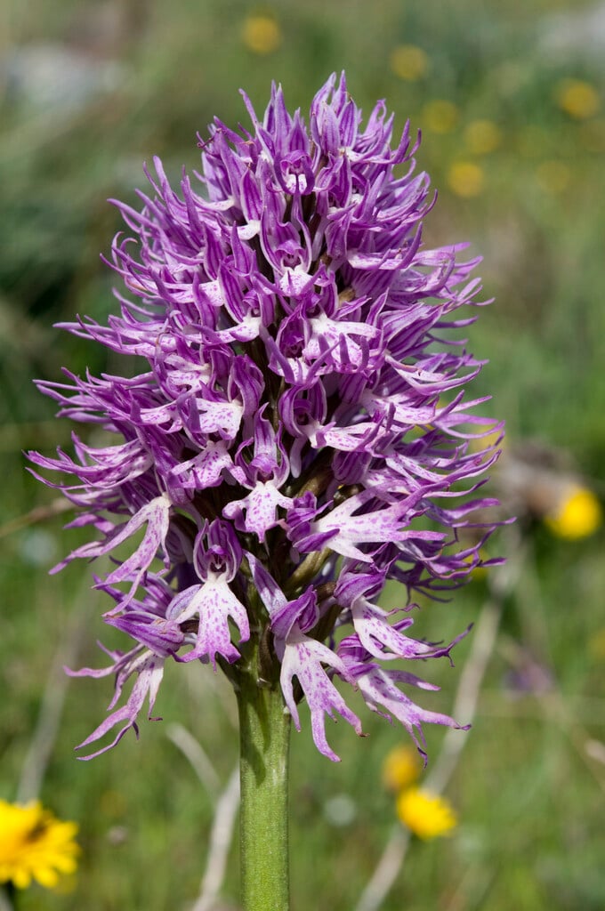 <i>Orchis</i> <i>italica</i>