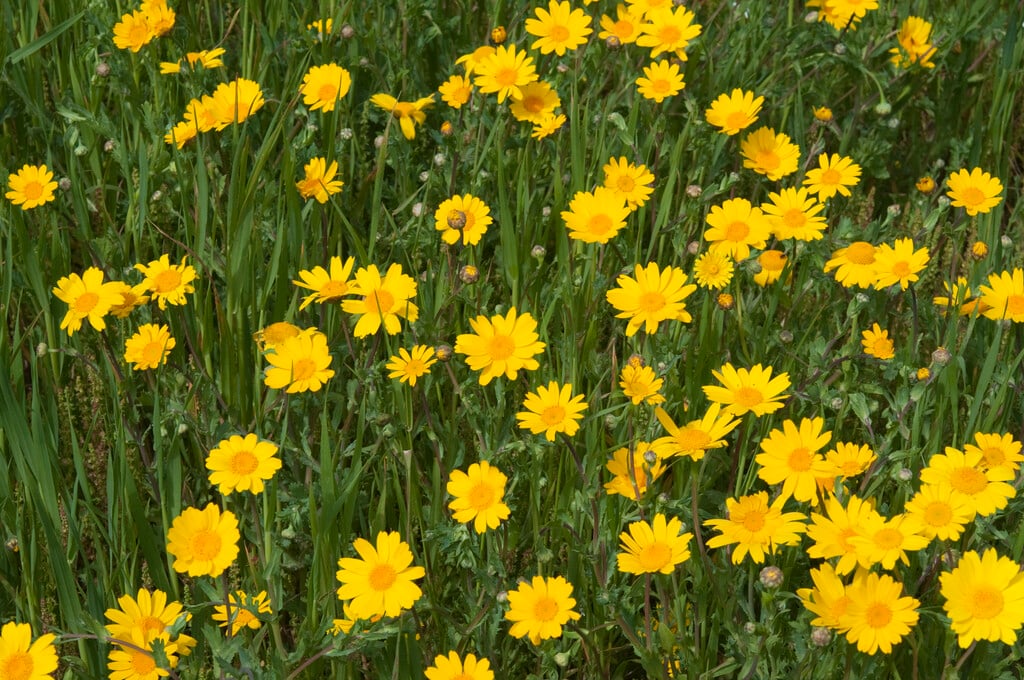 corn marigold