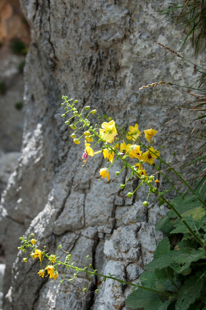 <i>Verbascum</i> <i>arcturus</i>