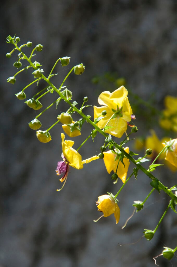 <i>Verbascum</i> <i>arcturus</i>