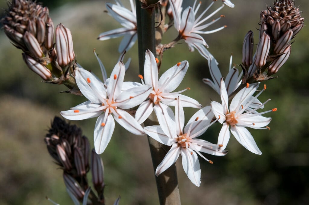 branching asphodel