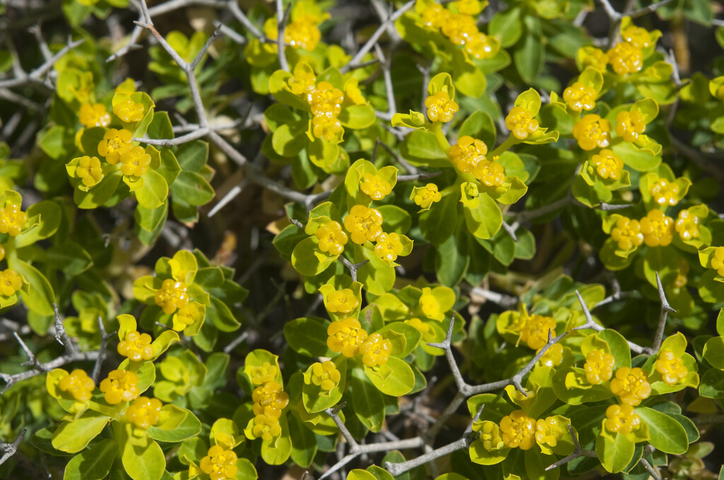 <i>Euphorbia</i> <i>acanthothamnos</i>
