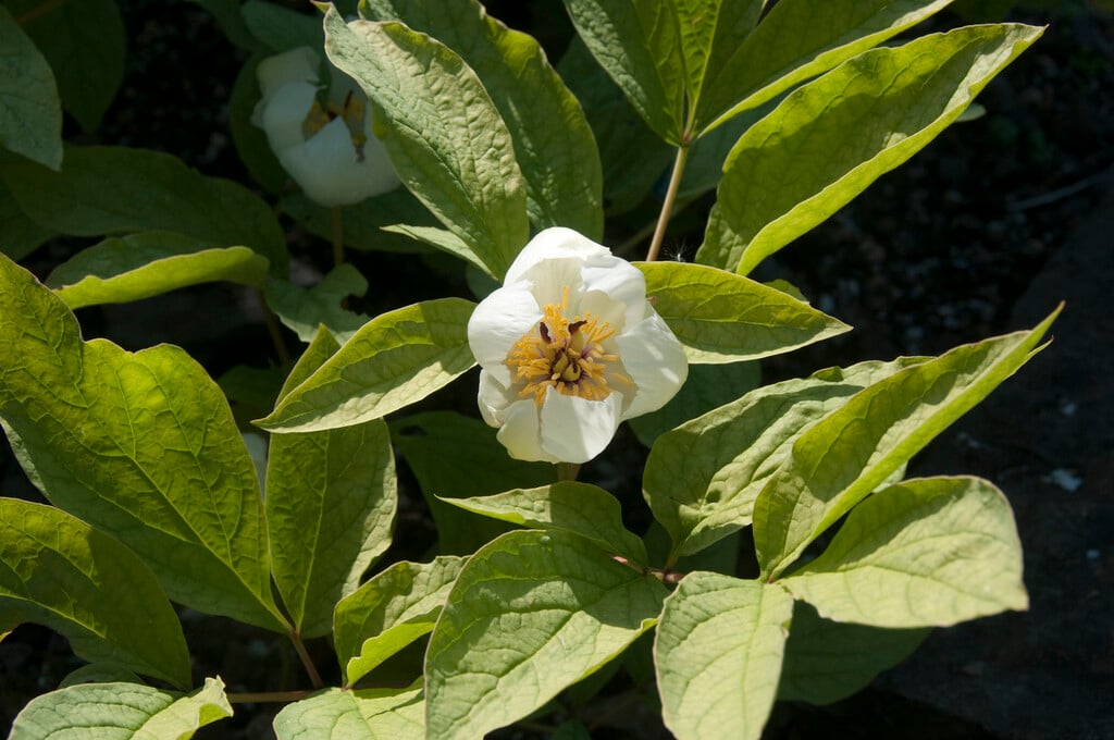 <i>Paeonia</i> <i>kavachensis</i>