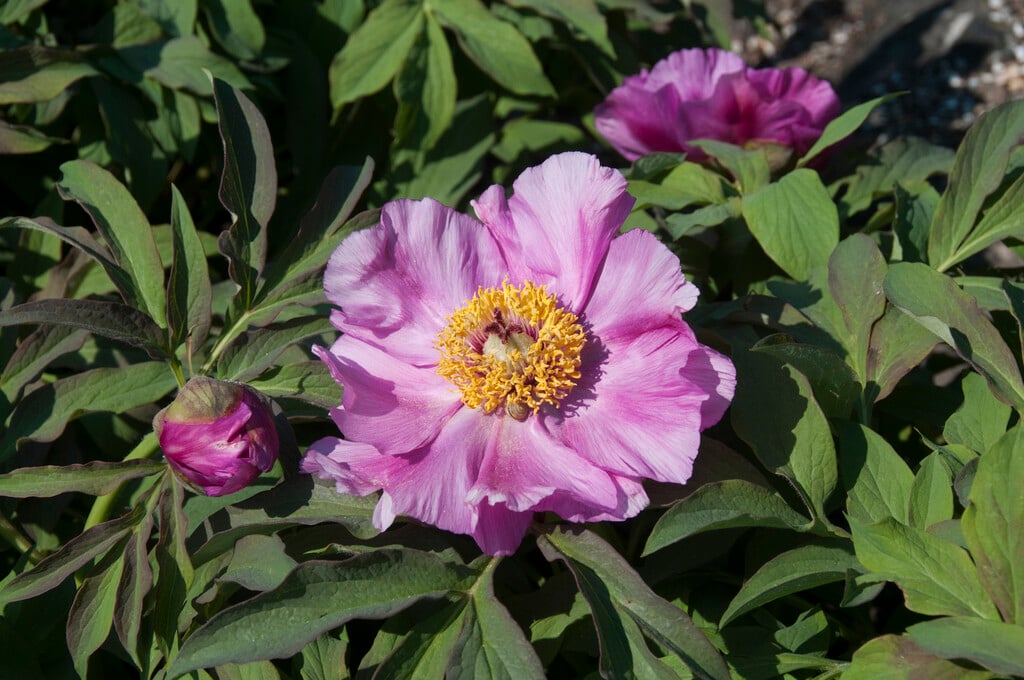 soft-leaved peony