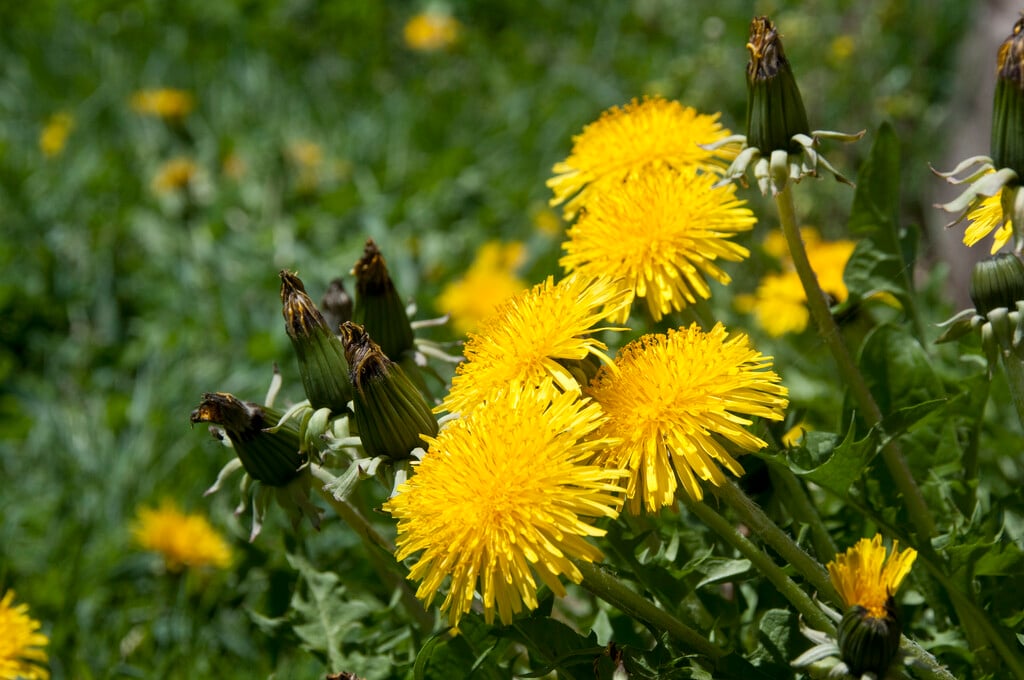 dandelion