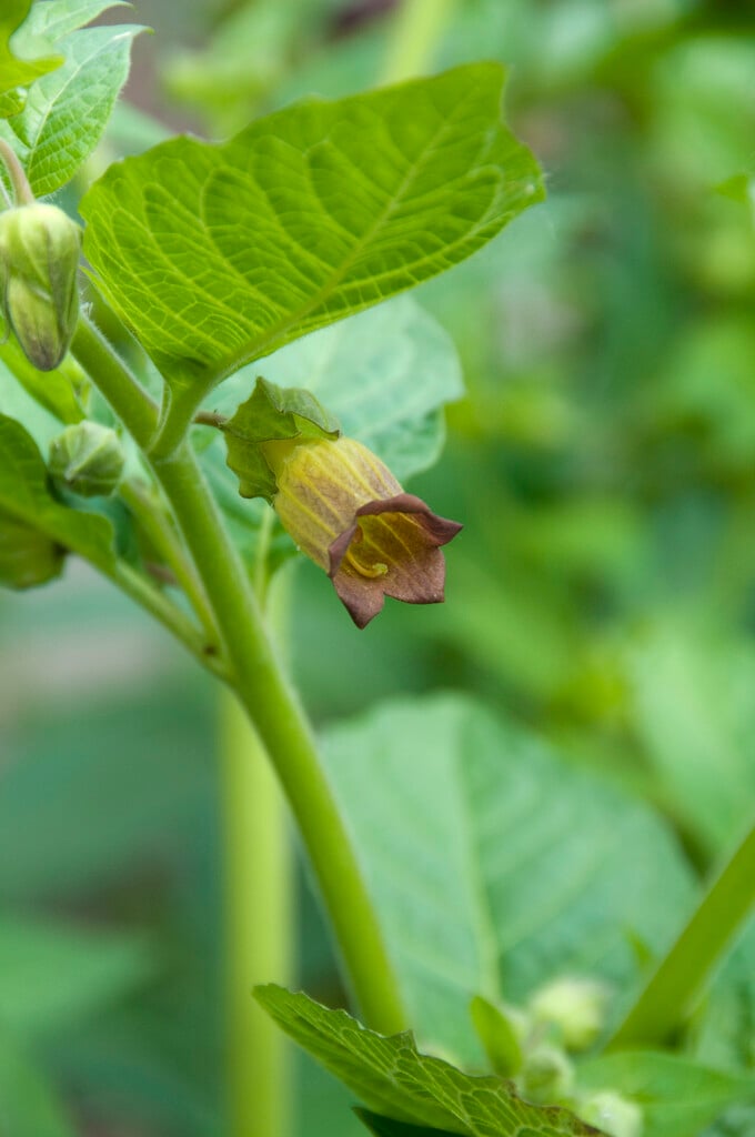 deadly nightshade