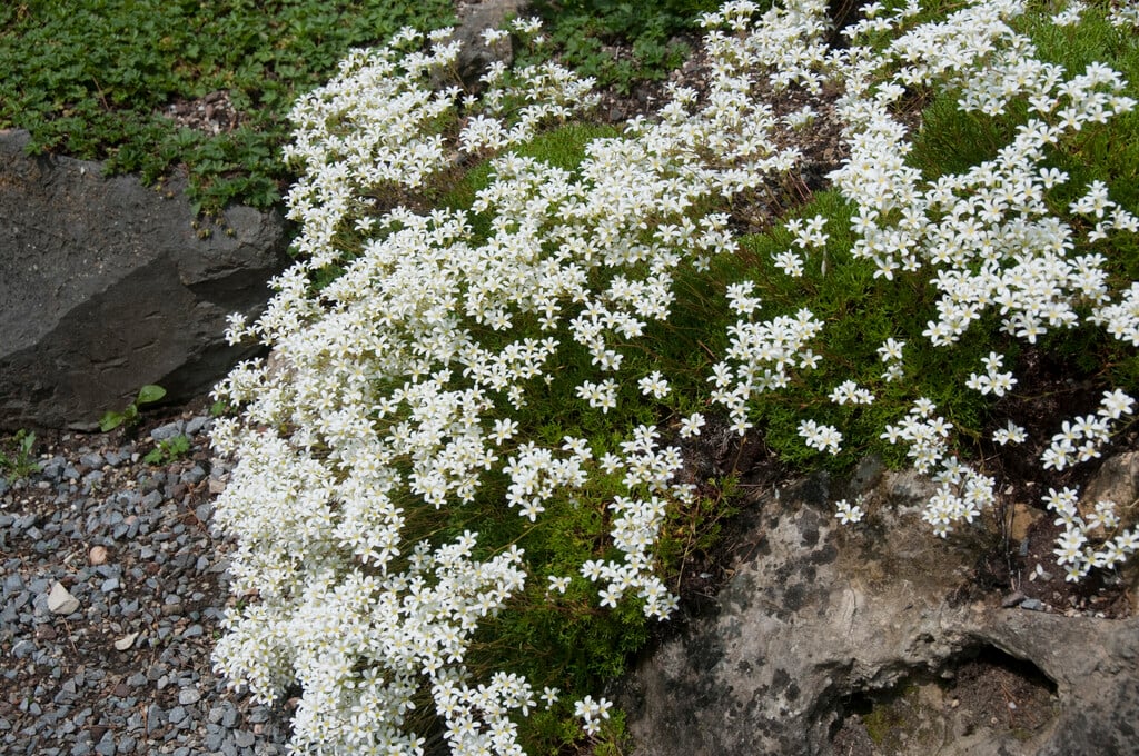 channel-leaved saxifrage