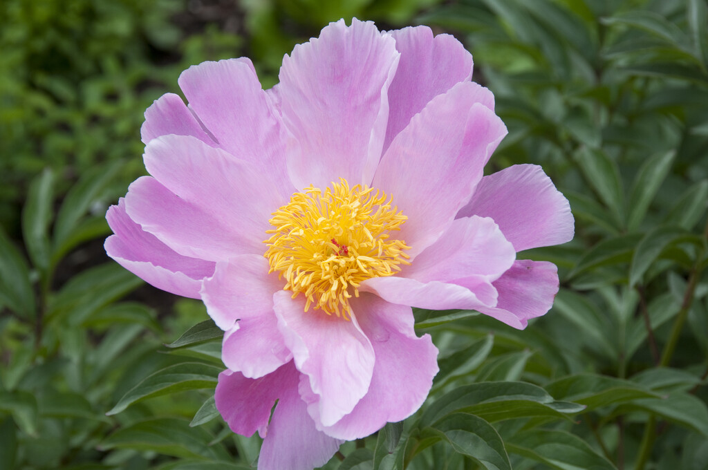 peony 'Seashell'