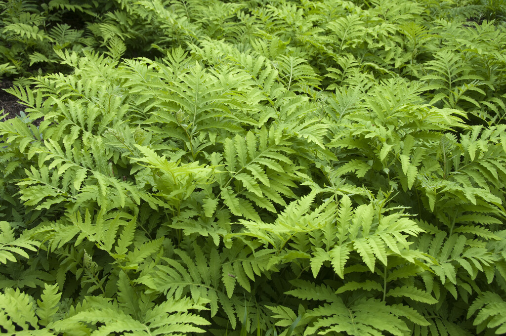 sensitive fern