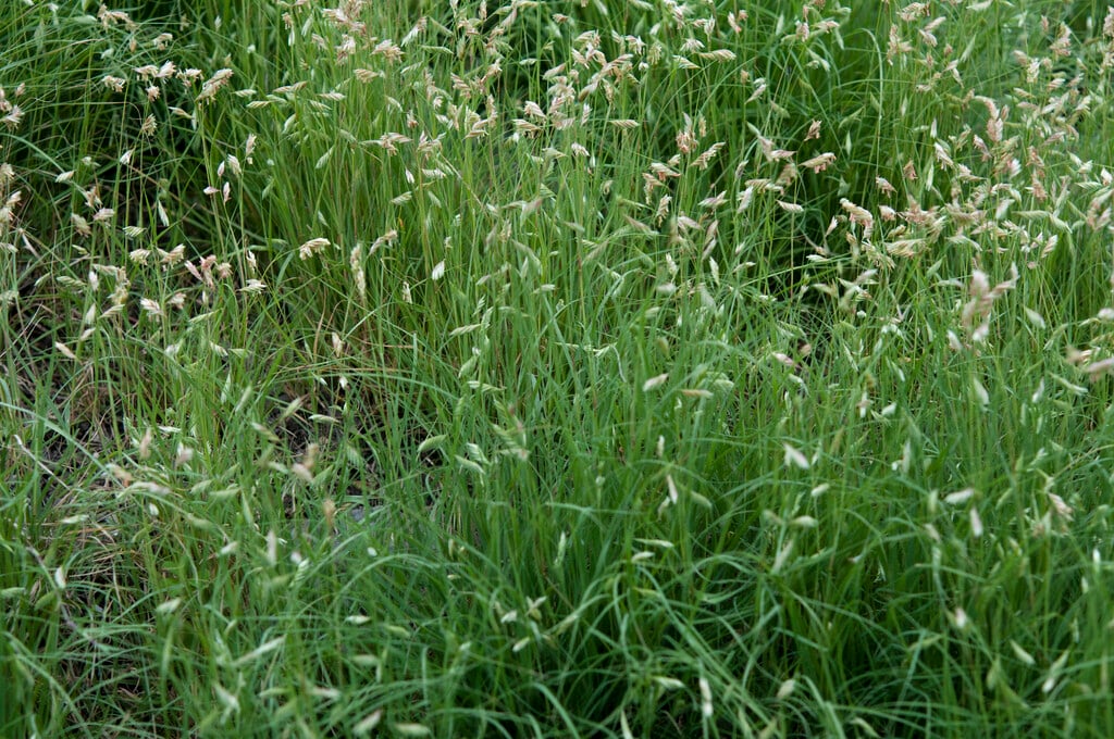 buffalo grass