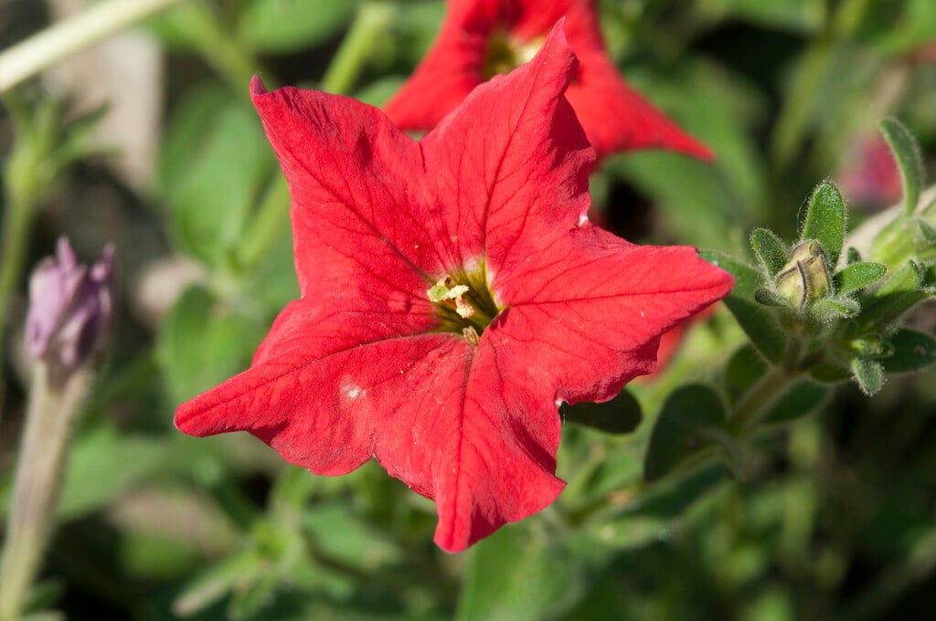 <i>Petunia</i> <i>exserta</i>