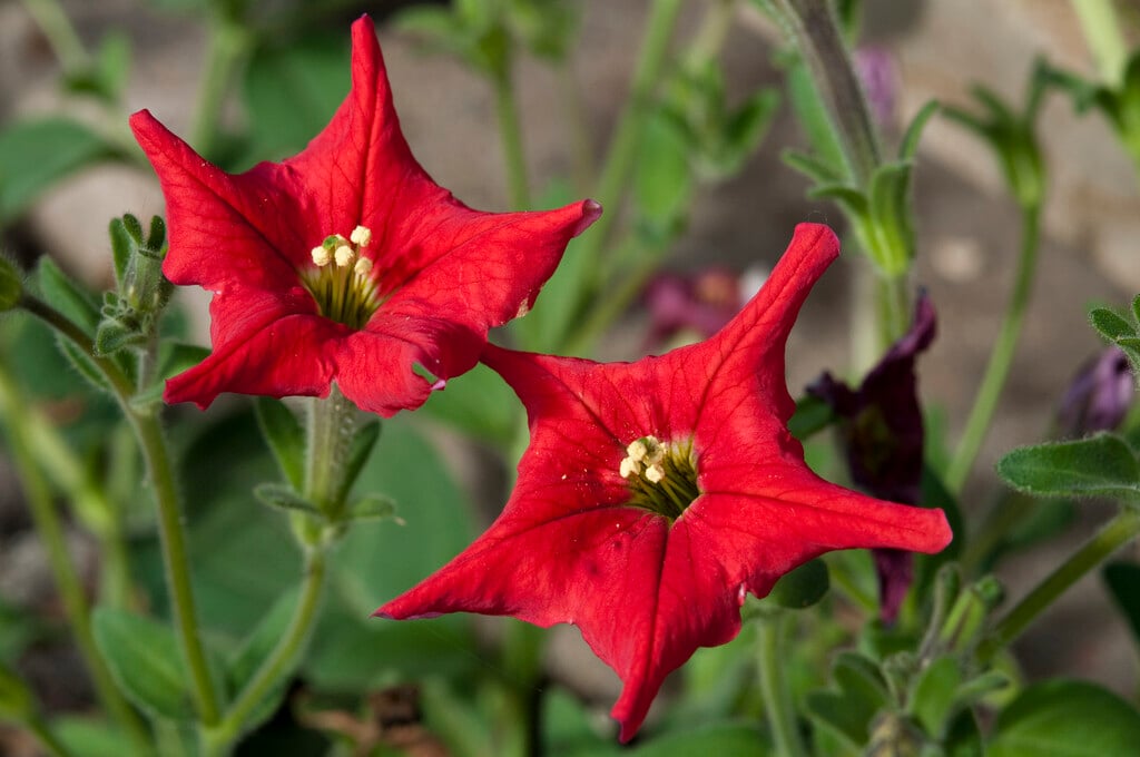<i>Petunia</i> <i>exserta</i>