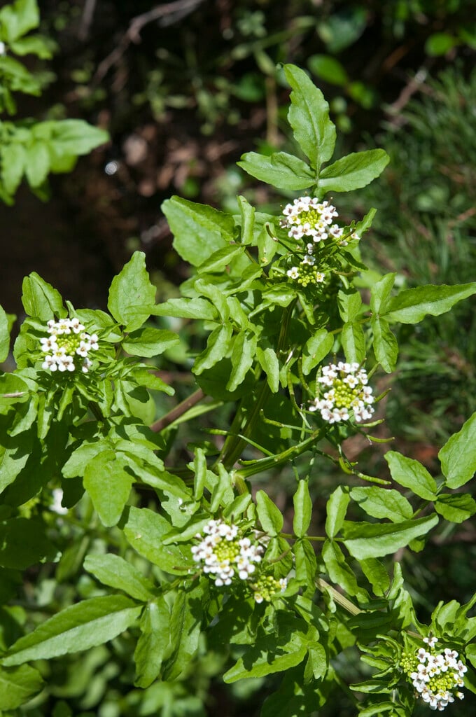 common watercress