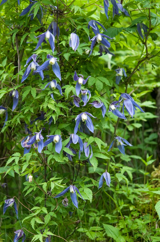 Austrian clematis