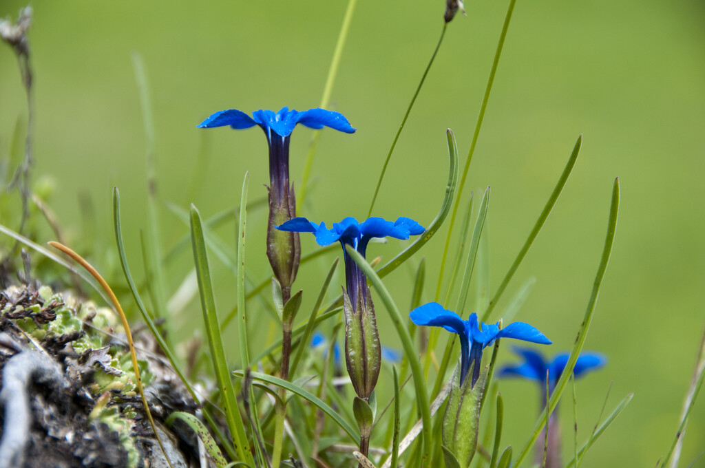 Bavarian gentian