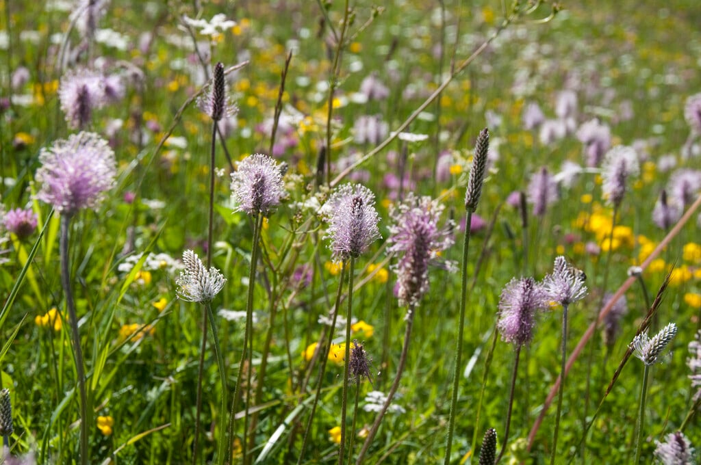 hoary plantain
