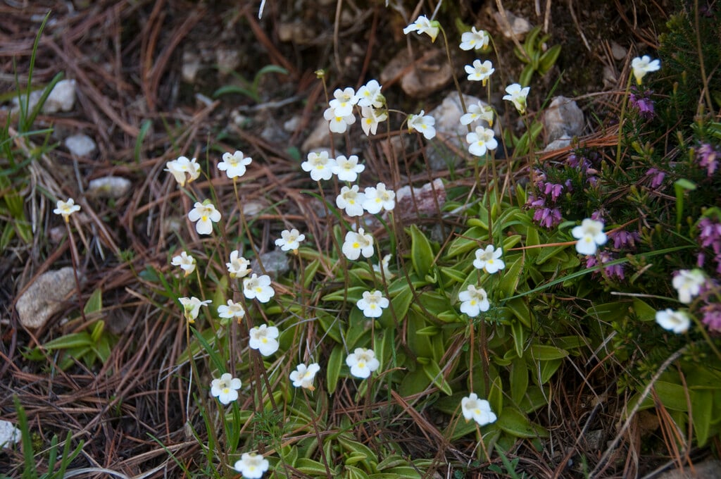alpine butterwort