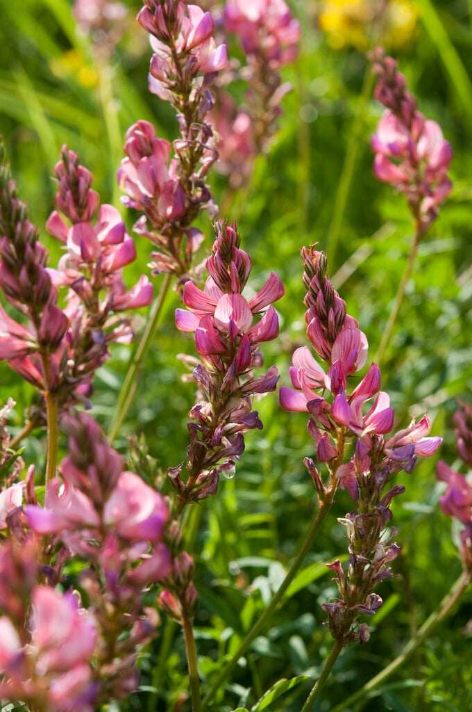 sainfoin