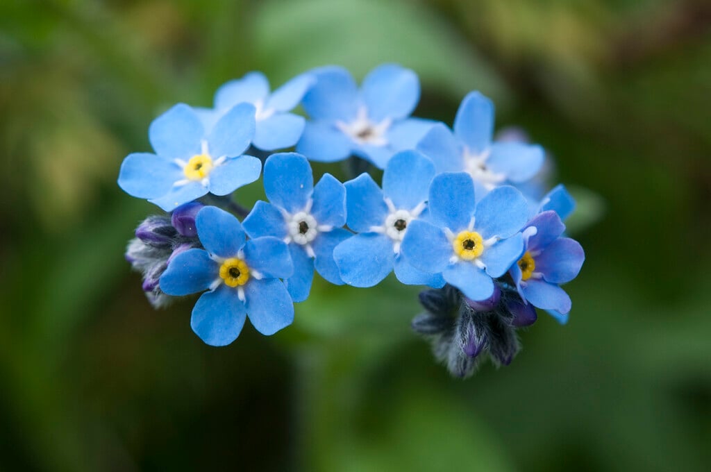 alpine forget-me-not