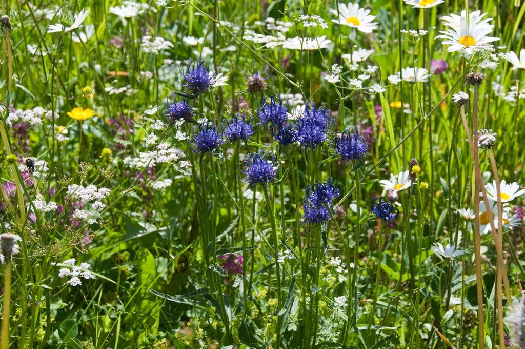 round-headed horned rampion