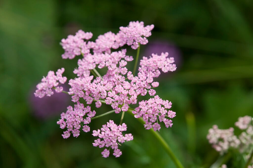 greater burnet saxifrage
