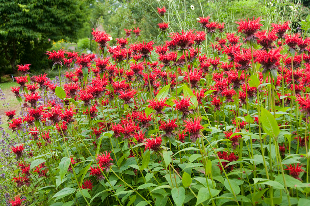bergamot 'Jacob Cline'