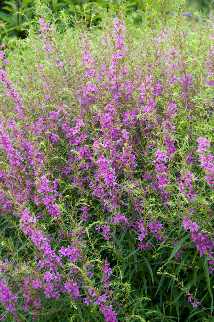 wand loosestrife