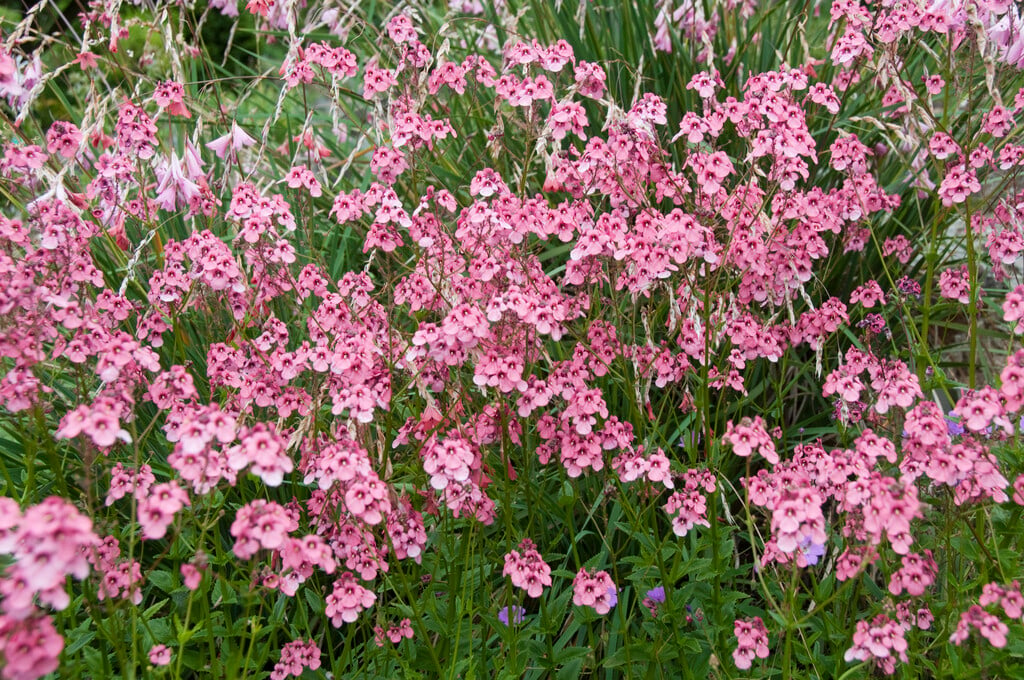 masked twinspur