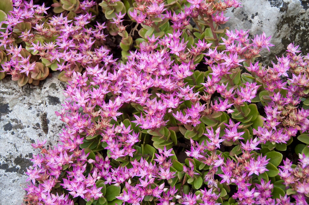 <em>Sedum</em> <em>obtusifolium</em>