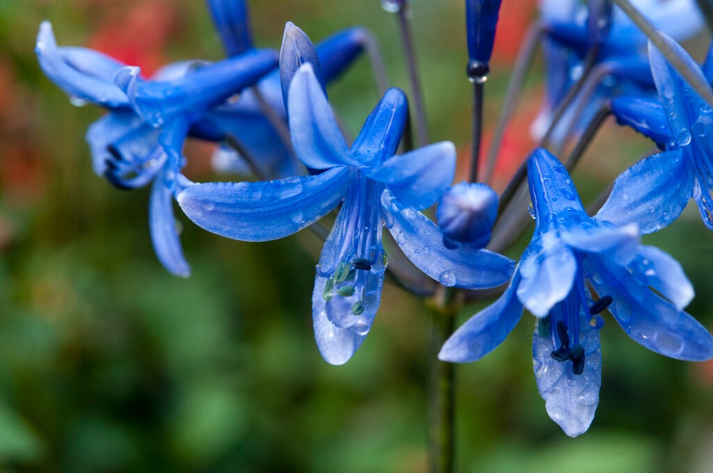 Agapanthus 'Pretty Wendy'|African lily 'Pretty Wendy'/RHS Gardening
