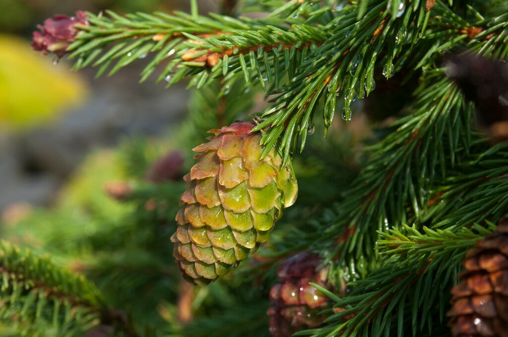 Norway spruce 'Pusch'
