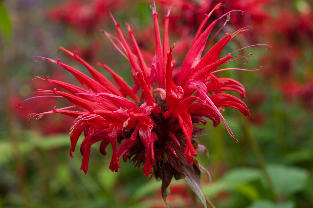 bergamot 'Jacob Cline'