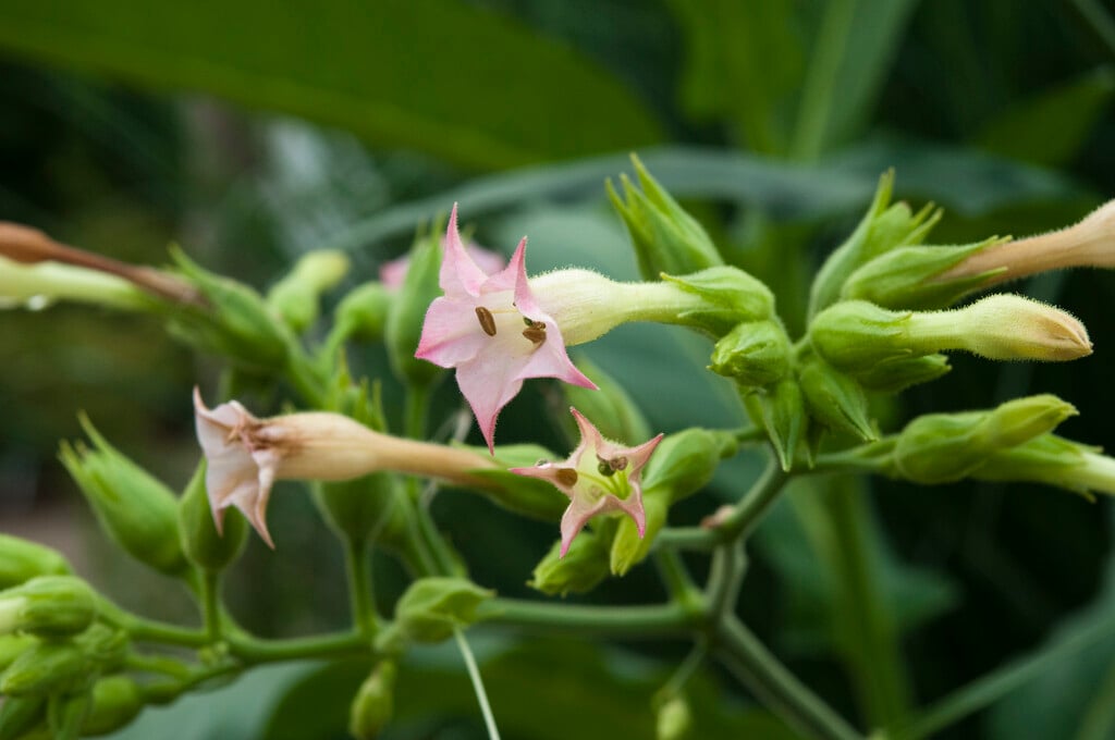 common tobacco plant
