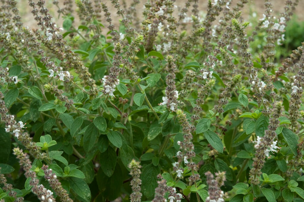 Ocimum viride | East Indian basil Shrubs/RHS Gardening