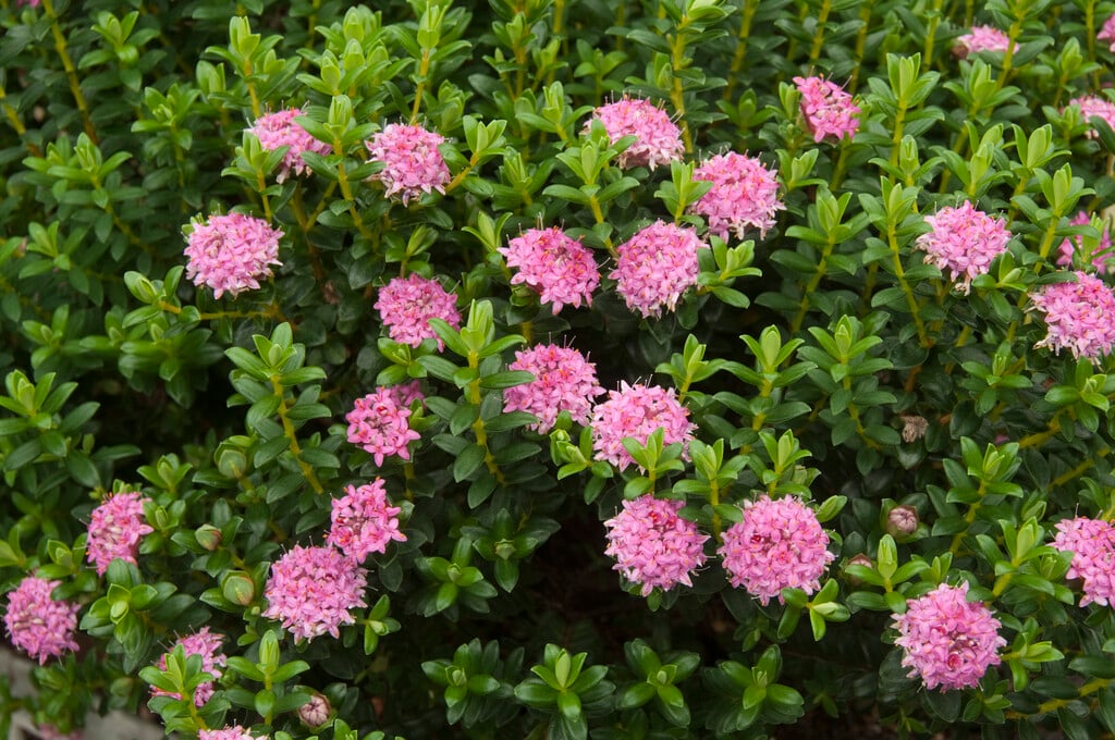 <i>Pimelea</i> <i>ferruginea</i>