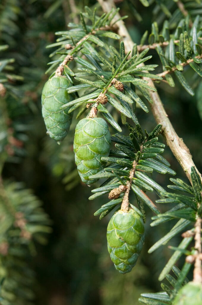 Himalayan hemlock