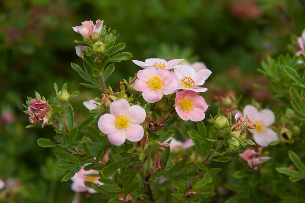 shrubby cinquefoil [Pink Paradise]