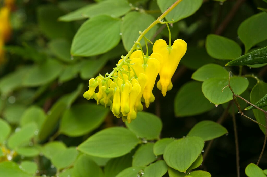 yellow bleeding heart vine