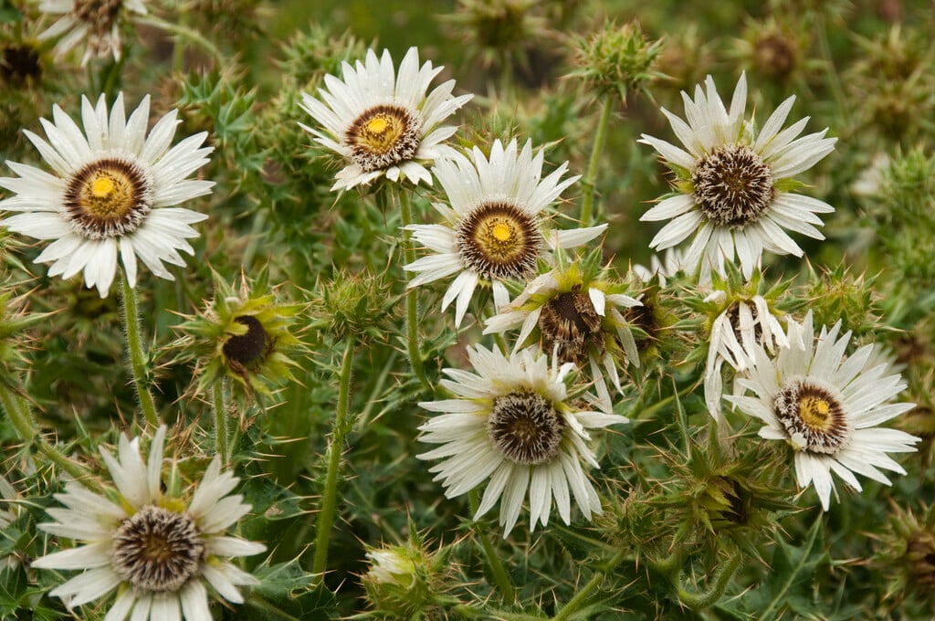 thistle-leaved berkheya
