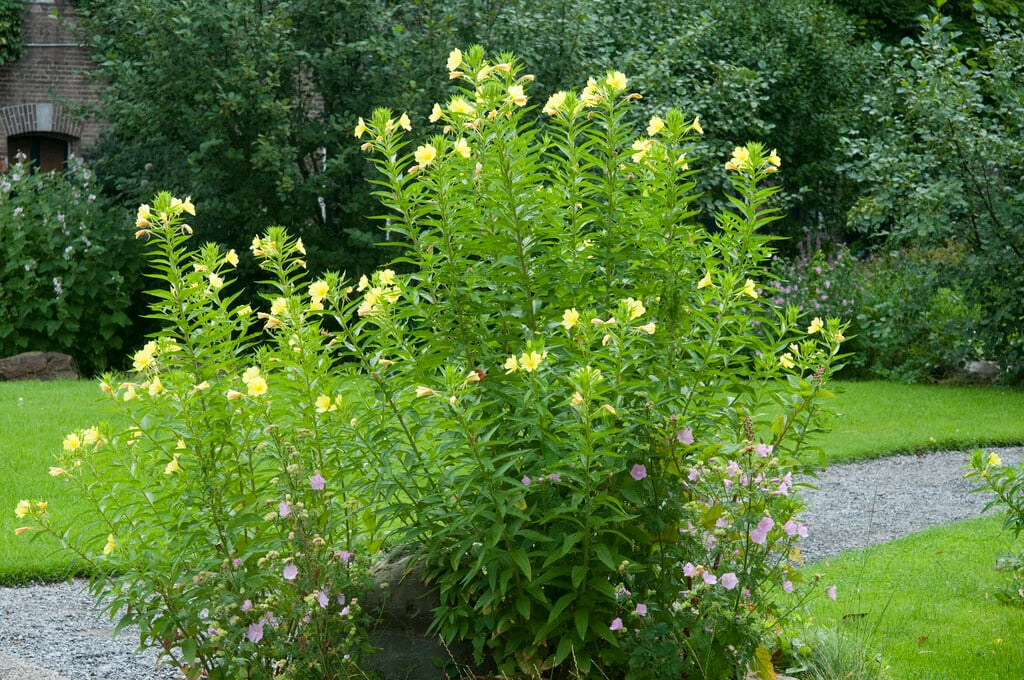 large-flowered evening primrose