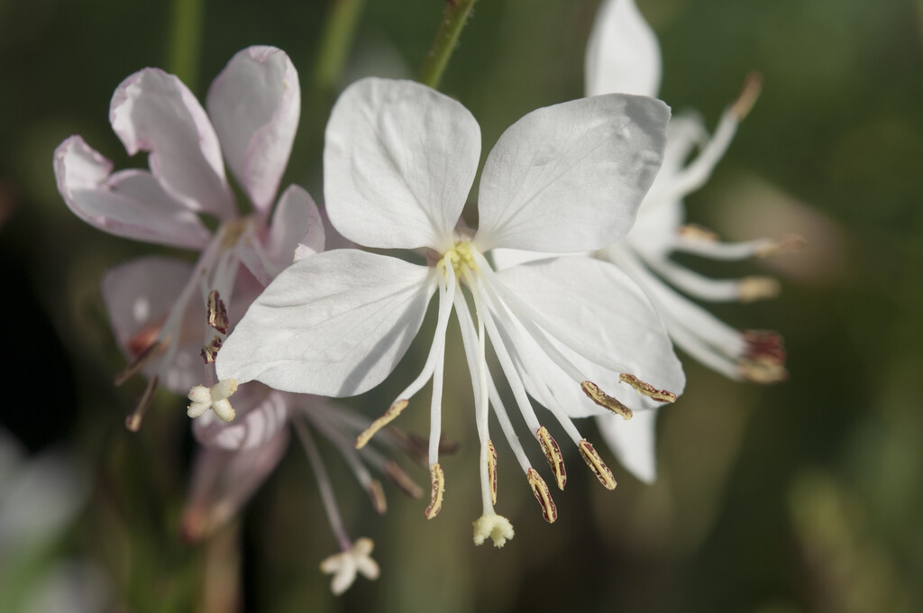 <i>Oenothera</i> <i>lindheimeri</i> 'Snowstorm' (G)