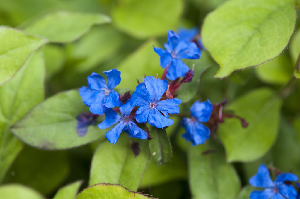 hardy blue-flowered leadwort