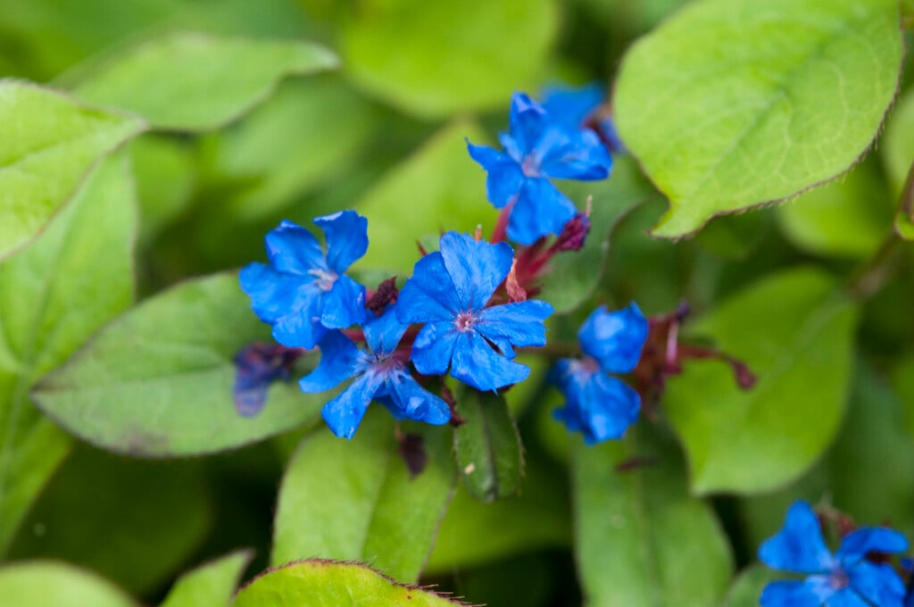 hardy blue-flowered leadwort