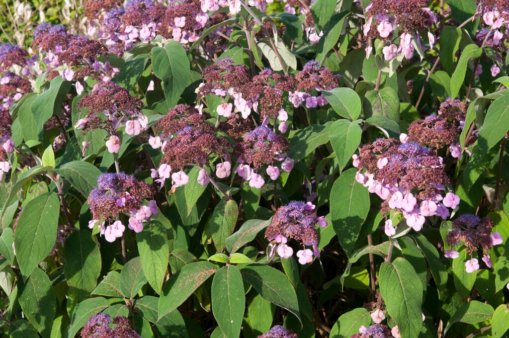 hydrangea 'Anthony Bullivant'