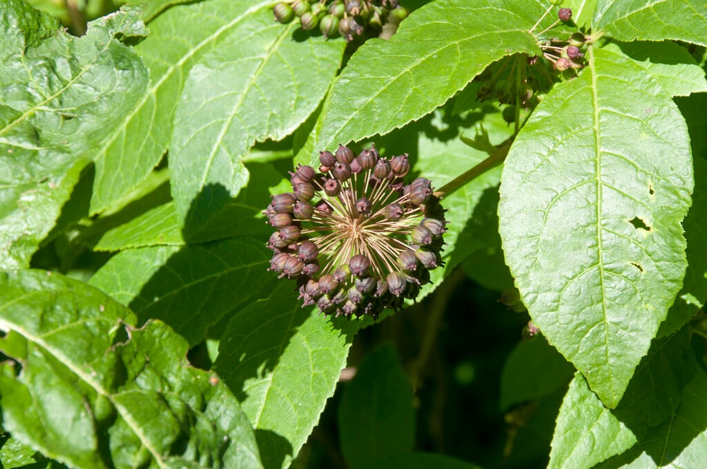Siberian ginseng