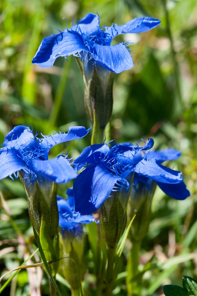 fringed gentian