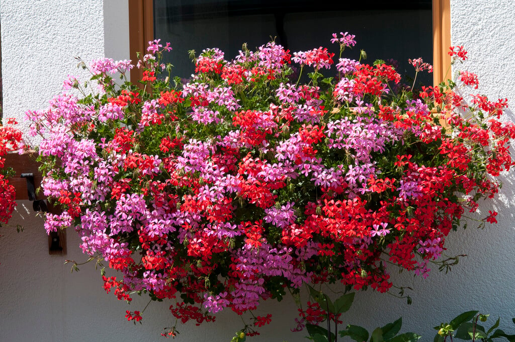 ivy geranium